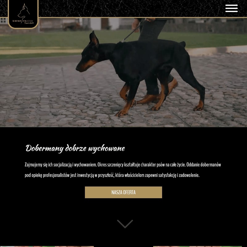 Szczenięta doberman w Wrocławiu